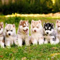 Хаски Казани, в Казани