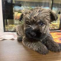 Щенки керн терьера, в Санкт-Петербурге