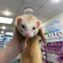 Продаю хорька девочка, в Якутске