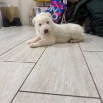 Щенки САО, в Краснокамске