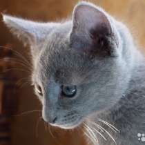 Элитные котятя породы Русская голубая, в Санкт-Петербурге