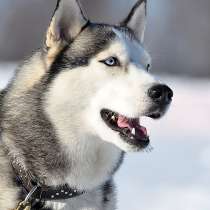 Вязка - Красивый кобель, в Москве