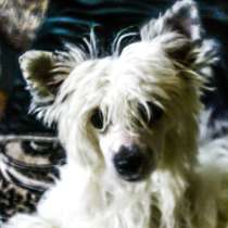щенок Китайской хохлатой собаки, в Гатчине