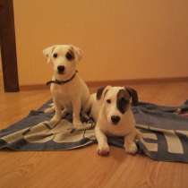 щенки джеки, в Москве