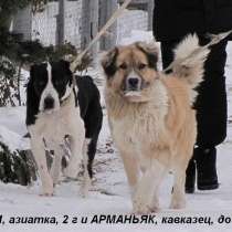 Собаки-гиганты, охранники для дома или предприятия, в Екатеринбурге