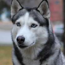 Кобель сибирского хаски для вязки, в Москве