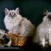 невские маскарадные котята, в Кемерове
