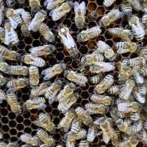 Пчеломатки Карпатской породы и Карника на 2016 год, в Самаре