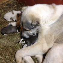 Щенки САО, в Москве