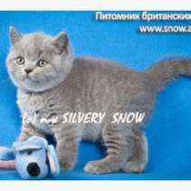 Голубые британские котята. Питомник, в Москве