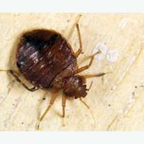 Уничтожить избавится вывести убить клопов блох муравьи тарак, в Томске