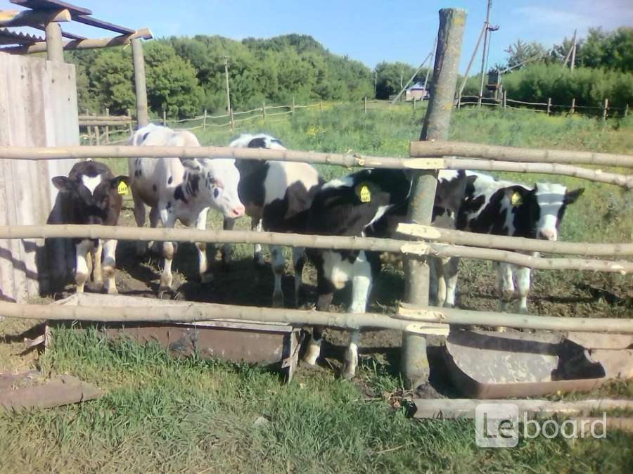 Купить Телят В Нижегородской Арзамас