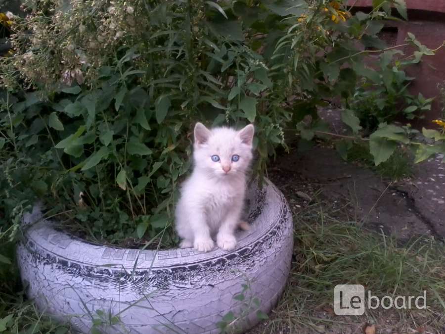 Любимые позы шотландских котов. Кошечка из гомеля. Шоколадный вислоушка белоруссия питомник. Кошку гомель. Кошку гомель.