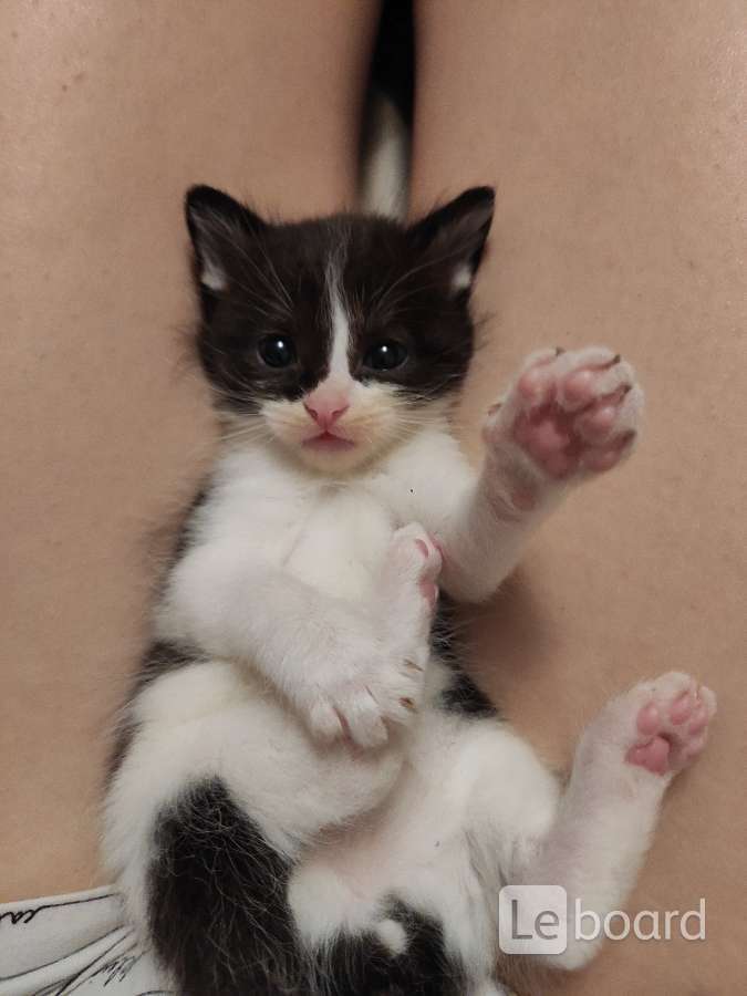Авито липецк котята в добрые руки с фото