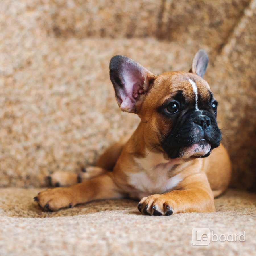 Имена собак девочек бульдога. Клички для собак девочек французский бульдог. Красивые клички для собак мальчиков французских бульдогов. Клички для собак девочек бульдогов. Имена для собак мальчиков французский бульдог.