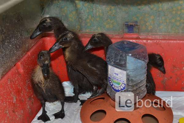 кормление уток зимой диких. дикая утка кряква самка. утки зимой. утка на руках у человека. харитоновский парк екатеринбург утки.