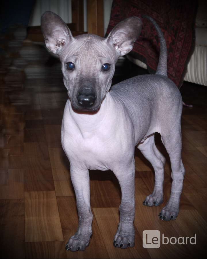 Мексиканская ксоло пуховая. Ксолоитцкуинтли анубис. Ксолоитцкуи́нтли. Ксолоитцкуинтли порода. Ксолоитцкуинтли окрасы.